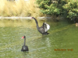 2 Black Swans