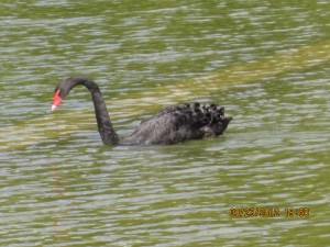 ONE BLACK SWAN(114)